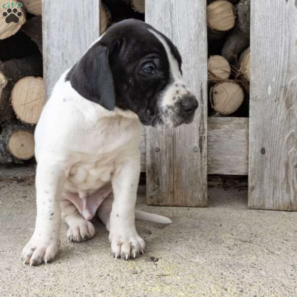 Houston, Great Dane Puppy